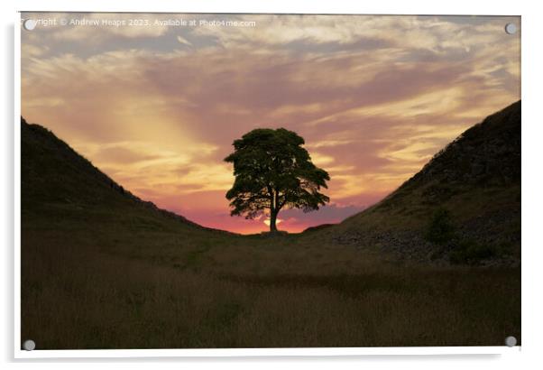Majestic Sycamore Gap silhouette Acrylic by Andrew Heaps