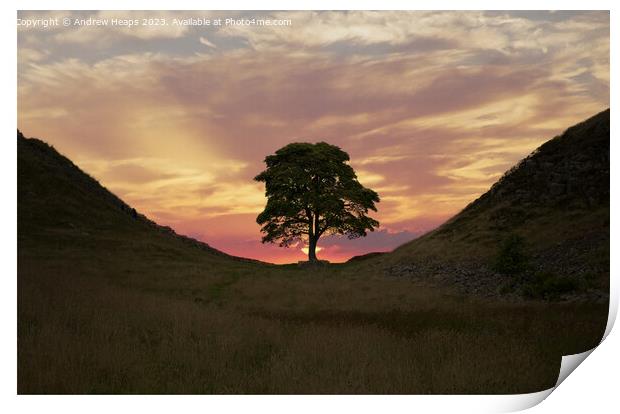 Majestic Sycamore Gap silhouette Print by Andrew Heaps