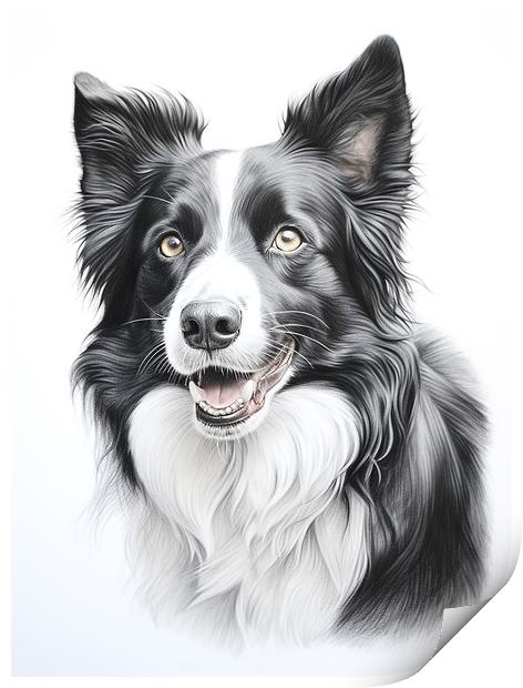 Pencil Drawing Border Collie Print by Steve Smith