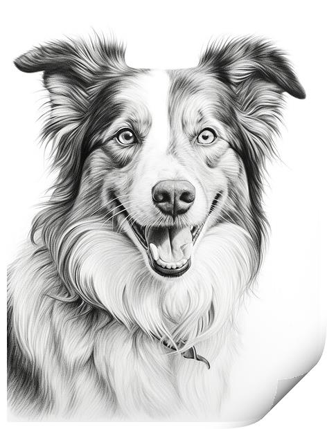Pencil Drawing Border Collie Print by Steve Smith