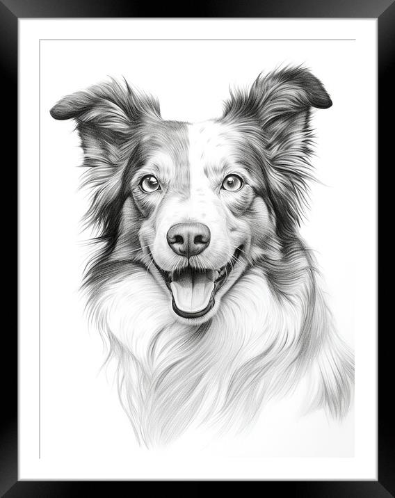 Pencil Drawing Border Collie Framed Mounted Print by Steve Smith