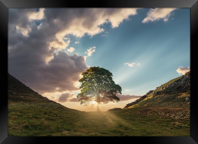 Sycamore Gap Sunrise Framed Print by Picture Wizard