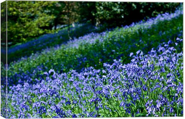 A Carpet of Bluebells Canvas Print by Dawn O'Connor
