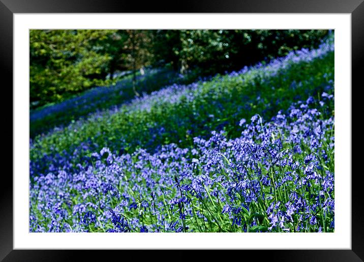 A Carpet of Bluebells Framed Mounted Print by Dawn O'Connor