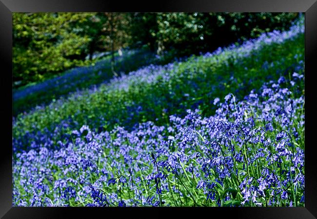 A Carpet of Bluebells Framed Print by Dawn O'Connor