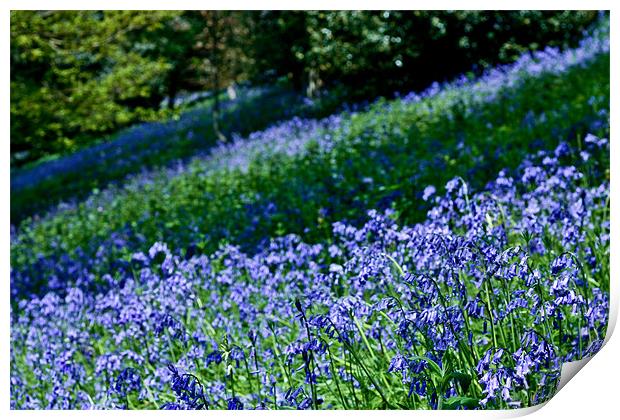 A Carpet of Bluebells Print by Dawn O'Connor