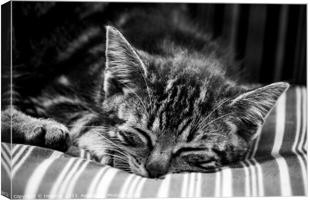 Cute Stripy Kitten Sleeping Monochrome Canvas Print by Imladris 