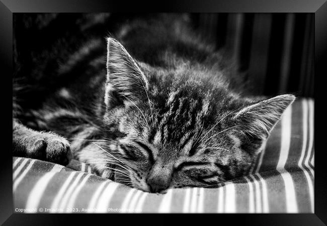 Cute Stripy Kitten Sleeping Monochrome Framed Print by Imladris 