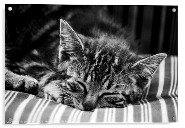 Cute Stripy Kitten Sleeping Monochrome Acrylic by Imladris 
