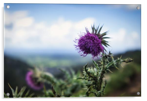 Thistles on the cliff at Cheddar Gorge Acrylic by Ann Biddlecombe