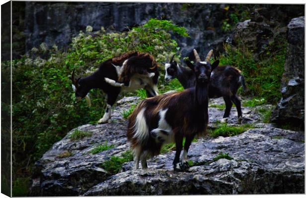Cheddar Gorge Billy Goat Canvas Print by Ann Biddlecombe
