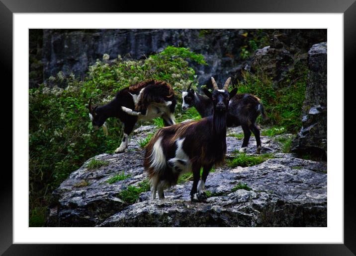 Cheddar Gorge Billy Goat Framed Mounted Print by Ann Biddlecombe