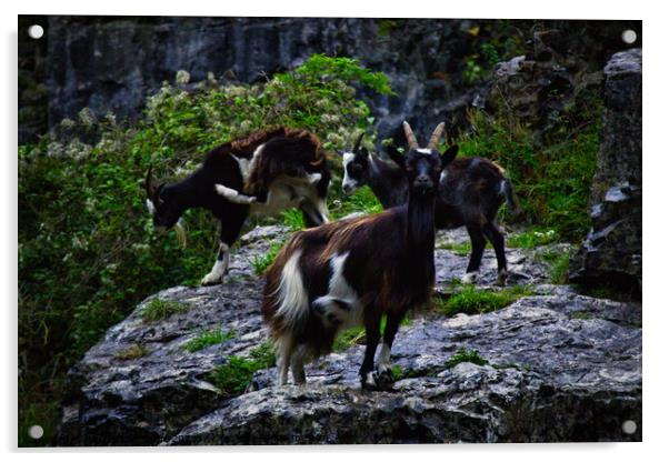 Cheddar Gorge Billy Goat Acrylic by Ann Biddlecombe