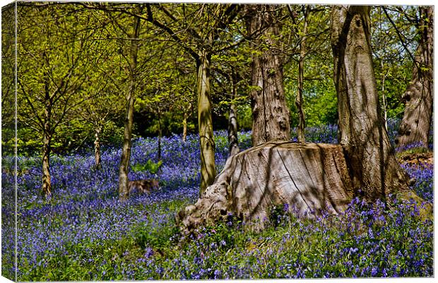 Bluebells and Tree Stump Canvas Print by Dawn O'Connor