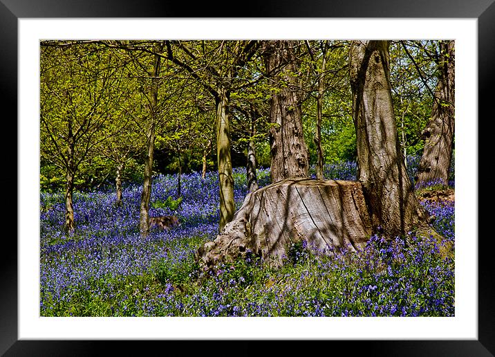 Bluebells and Tree Stump Framed Mounted Print by Dawn O'Connor