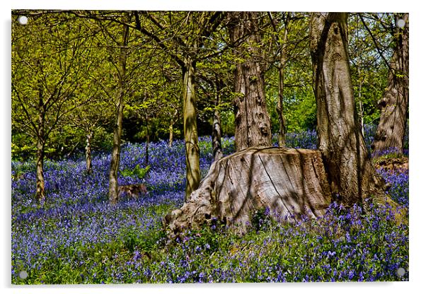 Bluebells and Tree Stump Acrylic by Dawn O'Connor