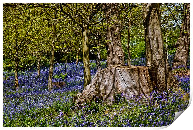 Bluebells and Tree Stump Print by Dawn O'Connor
