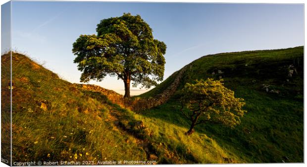 Sycamore gap Canvas Print by Robert Strachan