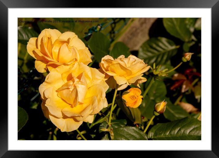 Yellow roses Framed Mounted Print by Sally Wallis