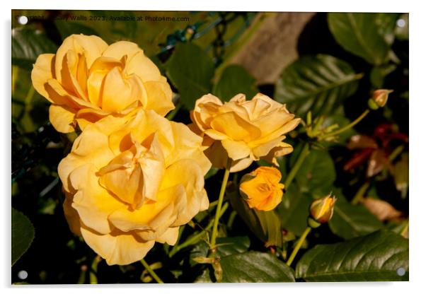 Yellow roses Acrylic by Sally Wallis