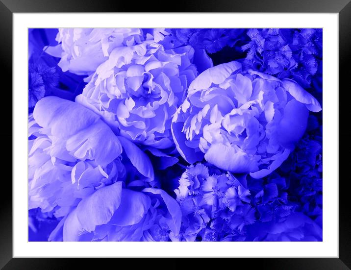 Beautiful spring pattern background with blue flower . Close up of peony flower Framed Mounted Print by Virginija Vaidakaviciene
