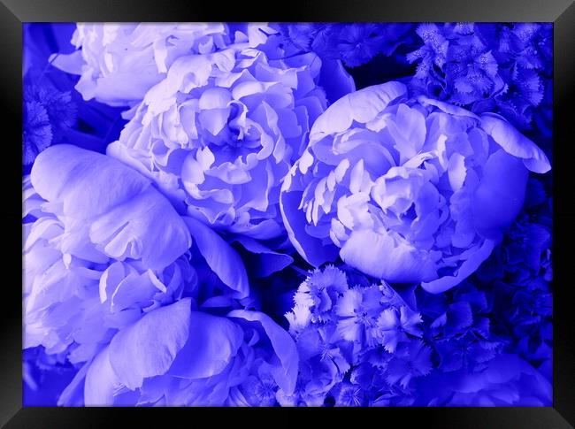 Beautiful spring pattern background with blue flower . Close up of peony flower Framed Print by Virginija Vaidakaviciene