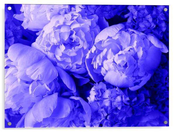 Beautiful spring pattern background with blue flower . Close up of peony flower Acrylic by Virginija Vaidakaviciene