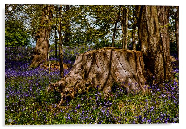 Bluebell Wood Acrylic by Dawn O'Connor