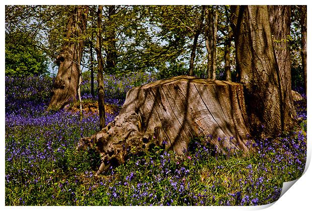 Bluebell Wood Print by Dawn O'Connor