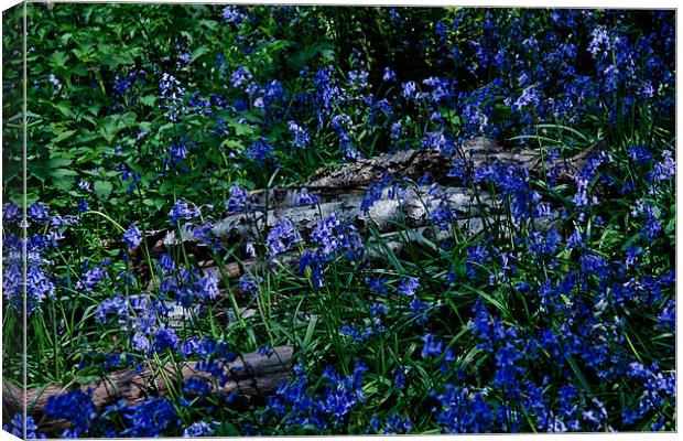 Bluebells and Silver Birch logs Canvas Print by Dawn O'Connor