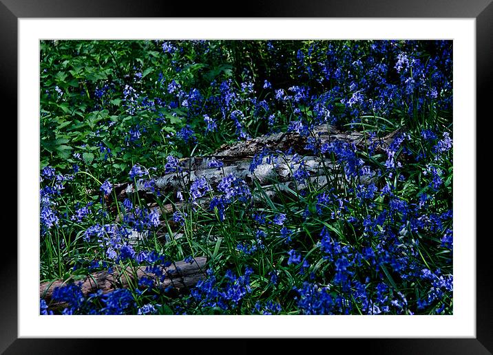 Bluebells and Silver Birch logs Framed Mounted Print by Dawn O'Connor