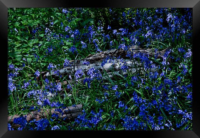 Bluebells and Silver Birch logs Framed Print by Dawn O'Connor