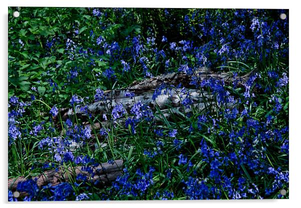 Bluebells and Silver Birch logs Acrylic by Dawn O'Connor