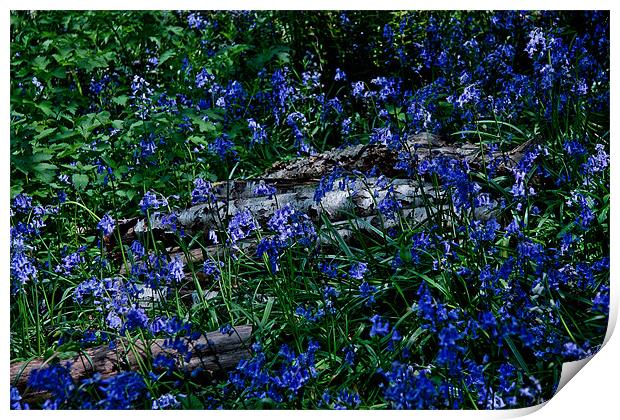 Bluebells and Silver Birch logs Print by Dawn O'Connor