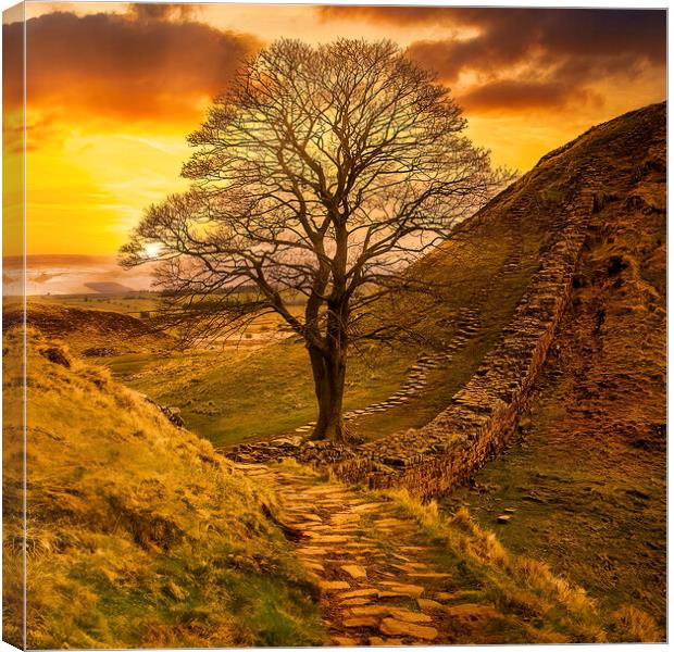 Sycamore Gap  Canvas Print by Tim Hill