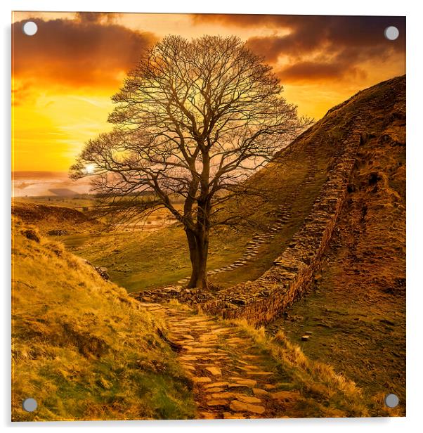 Sycamore Gap  Acrylic by Tim Hill
