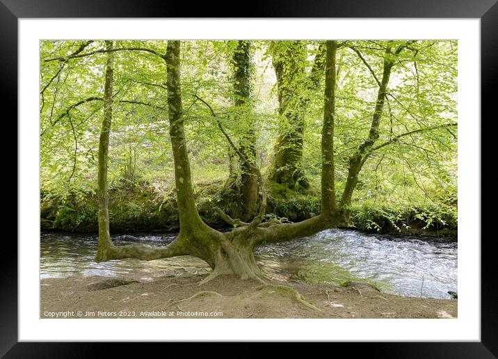 A 4 trunked tree Framed Mounted Print by Jim Peters