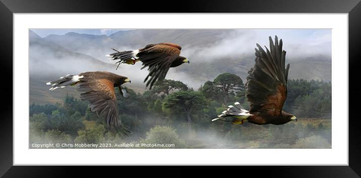 Three Harris Hawks hunting Framed Mounted Print by Chris Mobberley