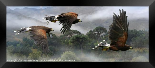Three Harris Hawks hunting Framed Print by Chris Mobberley