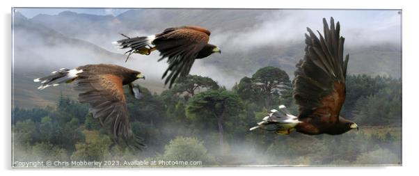 Three Harris Hawks hunting Acrylic by Chris Mobberley