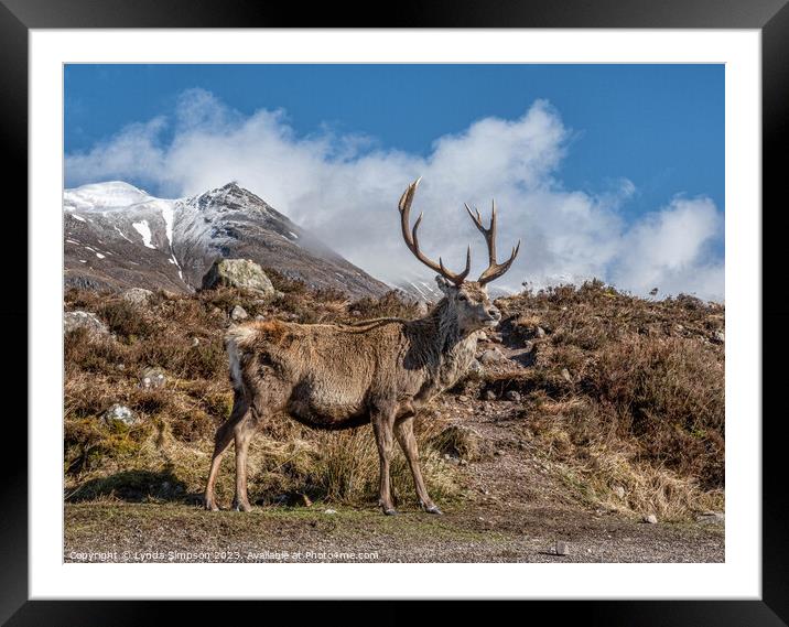 The Stag Framed Mounted Print by Lynda Simpson