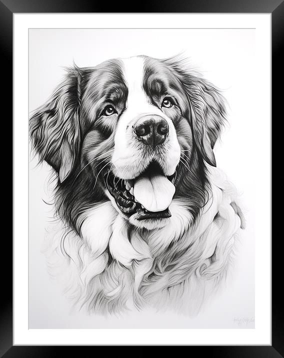 Pencil Drawing St Bernard Framed Mounted Print by Steve Smith