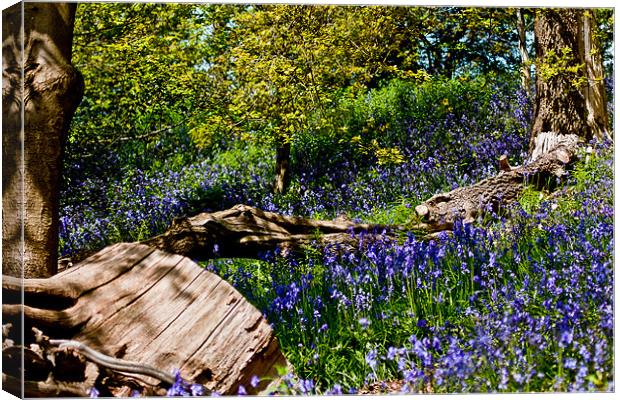 Bluebells and Trees Canvas Print by Dawn O'Connor