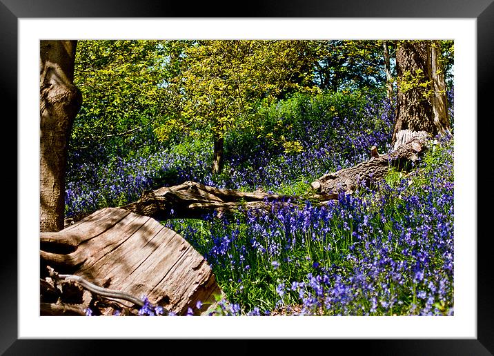 Bluebells and Trees Framed Mounted Print by Dawn O'Connor