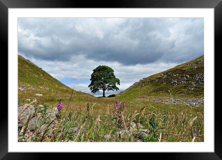 Sycamore Gap at Hadrian's Wall Framed Mounted Print by Tracey Turner