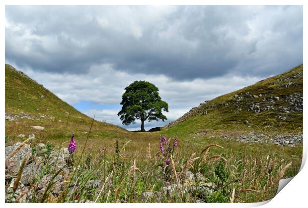Sycamore Gap at Hadrian's Wall Print by Tracey Turner