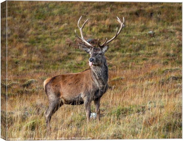 Stag sticking his tongue out Canvas Print by Lynda Simpson