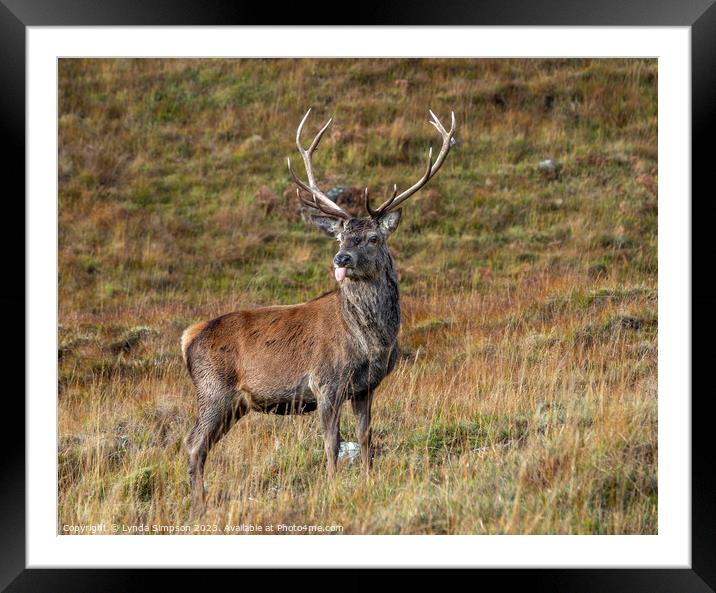 Stag sticking his tongue out Framed Mounted Print by Lynda Simpson