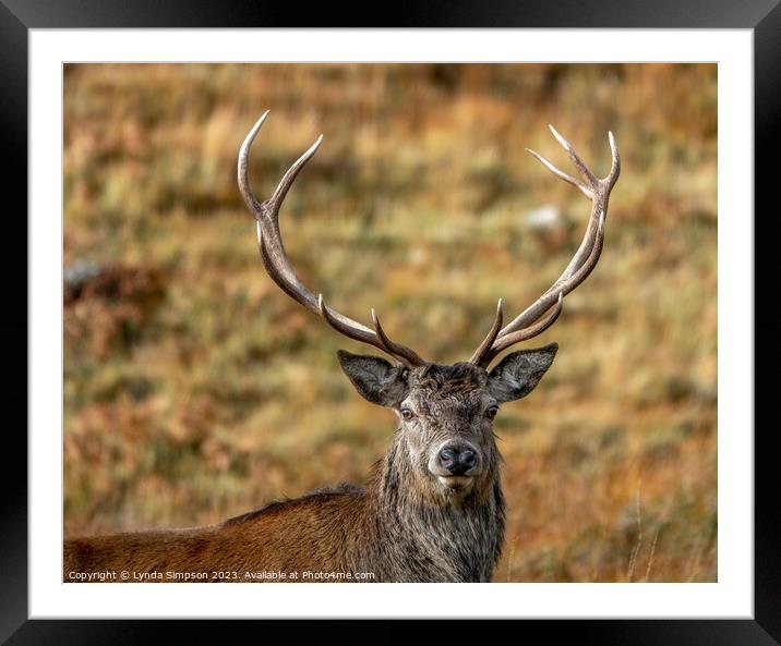 Majestic Stag Framed Mounted Print by Lynda Simpson
