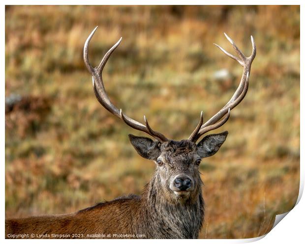 Majestic Stag Print by Lynda Simpson